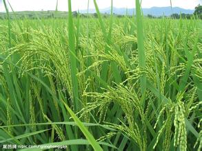 ˮ��������