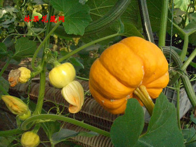 �Ϲ��~���ʩ��ָ��