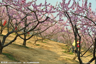 桃樹(shù)葉面肥