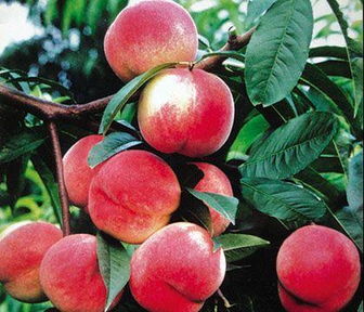 桃樹(shù)葉面肥施用指南