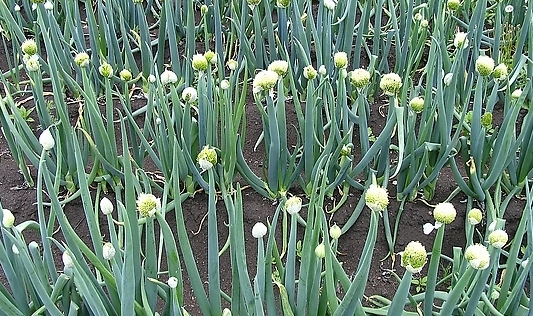 大蔥葉面肥使用方法