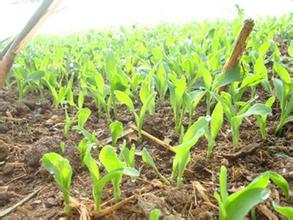 玉米葉面肥