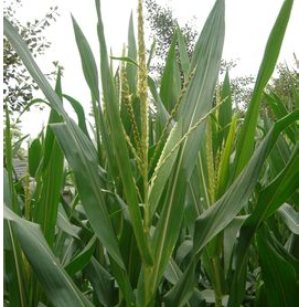 玉米專用葉面肥