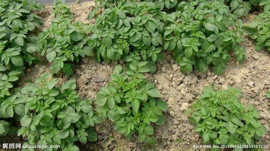 土豆葉面肥使用方法