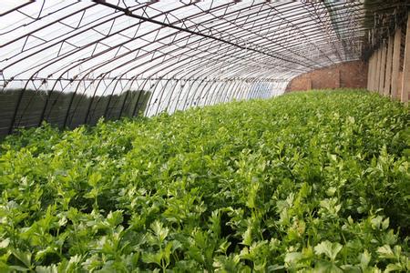 芹菜需肥特點(diǎn)