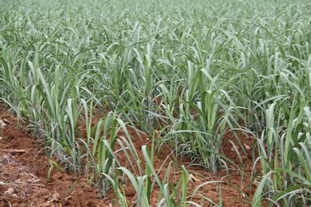 甘蔗分蘗期生長(zhǎng)效果