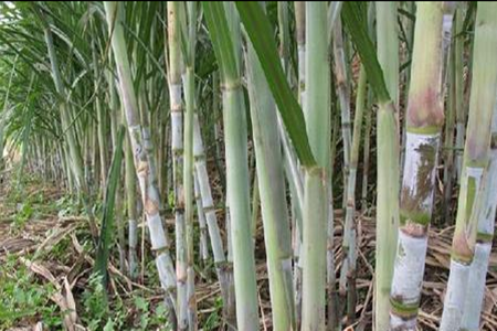 甘蔗拔節(jié)期生長(zhǎng)效果