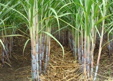 甘蔗伸長(zhǎng)期生長(zhǎng)效果