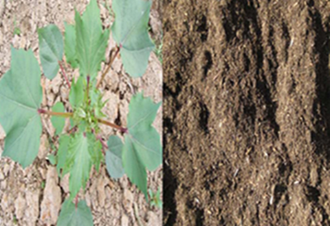 腐殖酸使用前后效果對比