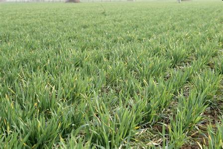 ��С��������