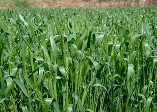 ��С��������