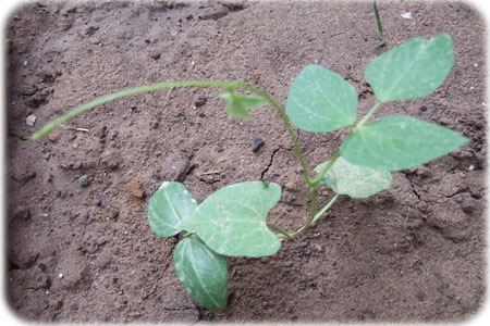 ���ǳ�����