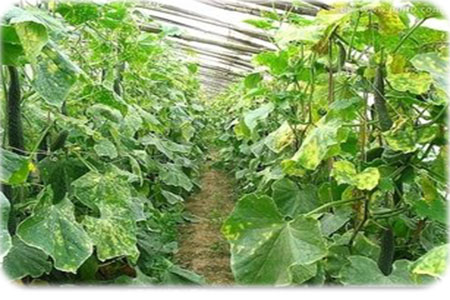 黃瓜霜霉病 黃瓜霜霉病