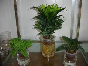 水培植物 水培植物