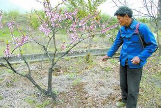 果樹噴施葉面肥 果樹噴施葉面肥