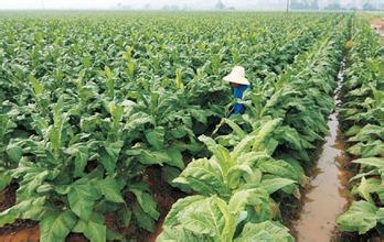 萬(wàn)畝煙草 萬(wàn)畝煙草