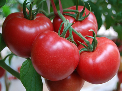 番茄使用超濃縮葉面肥效果 番茄使用超濃縮葉面肥效果