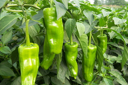 辣椒噴施葉面肥作用效果 辣椒噴施葉面肥作用效果