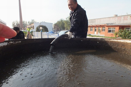 尿素制作葉面肥 尿素制作葉面肥