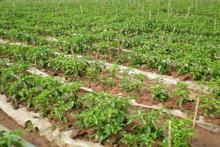 �������L(zh��ng)����