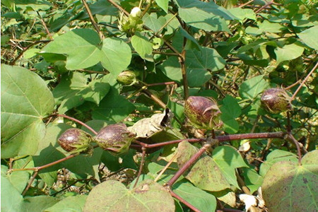 棉花葉面肥選擇標(biāo)準(zhǔn) 棉花葉面肥選擇標(biāo)準(zhǔn)