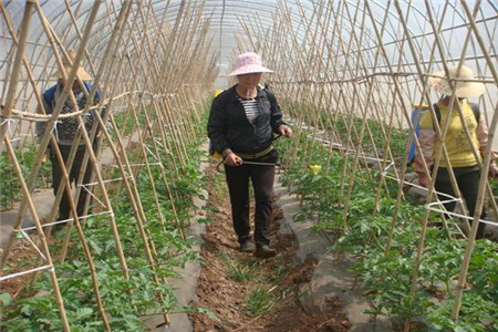 葉面肥什么時(shí)候用較好 葉面肥什么時(shí)候用較好