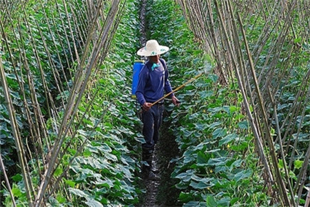 蔬菜如何選取葉面肥 蔬菜如何選取葉面肥