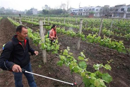 葡萄專用葉面肥使用方法 葡萄專用葉面肥使用方法