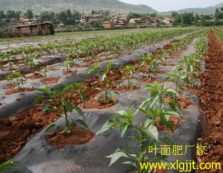 辣椒葉面肥選擇 辣椒葉面肥選擇