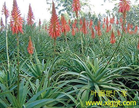 觀葉植物葉面肥用法 觀葉植物葉面肥用法