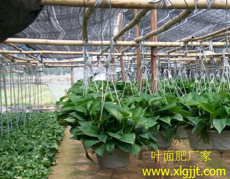 葉面肥噴施注意 葉面肥噴施注意