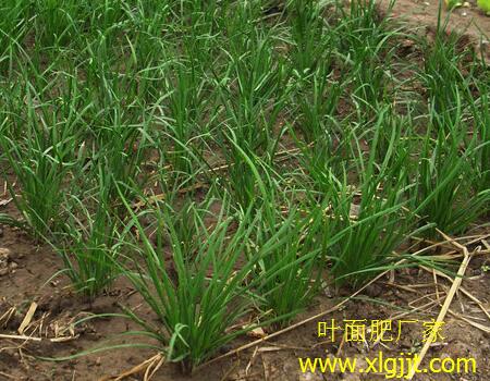 韭菜葉面肥選擇 韭菜葉面肥選擇