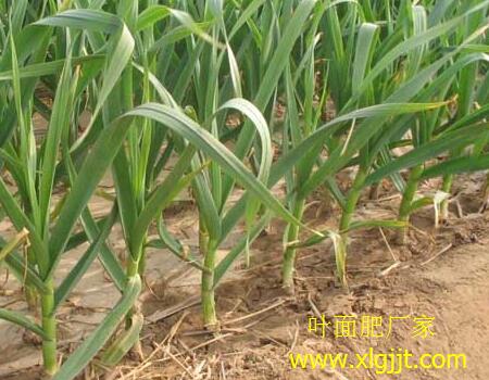 尿素能噴施大蒜 尿素能噴施大蒜