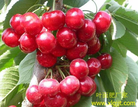 櫻桃噴葉面肥時(shí)間 櫻桃噴葉面肥時(shí)間