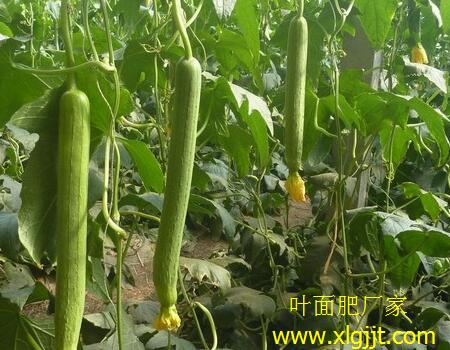 ����z�χ��~��ʺ�̎