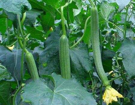 �z���~��ʇ�ʩ����