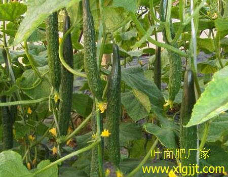 �S�χ�ʩ�~���Ч��