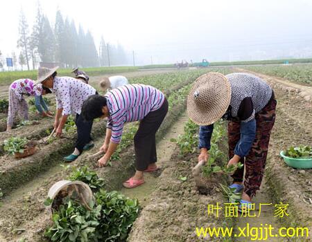 草莓葉面肥選擇及噴施時(shí)間 草莓葉面肥選擇及噴施時(shí)間