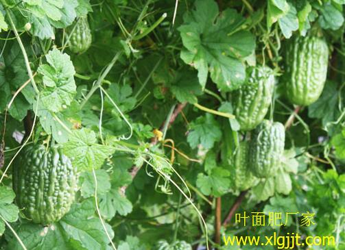 苦瓜葉面肥選擇 苦瓜葉面肥選擇