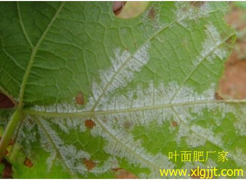 葡萄葉霜霉病癥狀 葡萄葉霜霉病癥狀