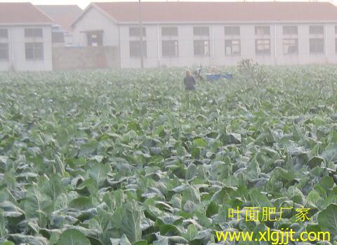 花椰菜葉面肥選擇與使用 花椰菜葉面肥選擇與使用