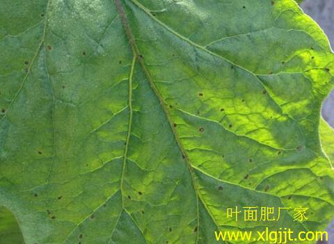 茄子缺硼癥狀表現(xiàn) 茄子缺硼癥狀表現(xiàn)