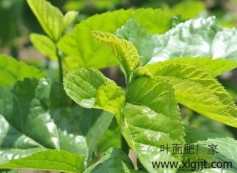 桑樹噴葉面肥效果 桑樹噴葉面肥效果