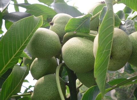 核桃樹掛果后噴施葉面肥 核桃樹掛果后噴施葉面肥