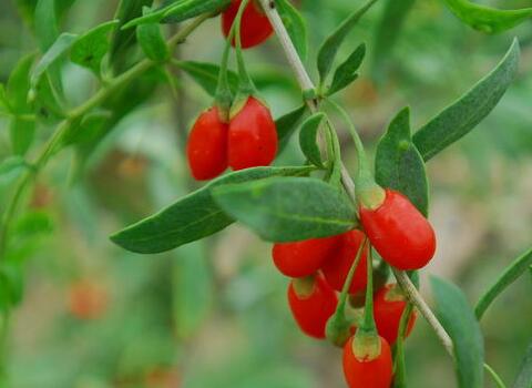 枸杞葉面肥施用時期 枸杞葉面肥施用時期