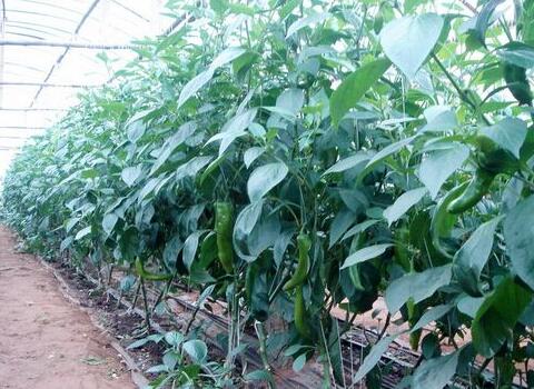 ����ʢ�����~��ʇ�ʩע��