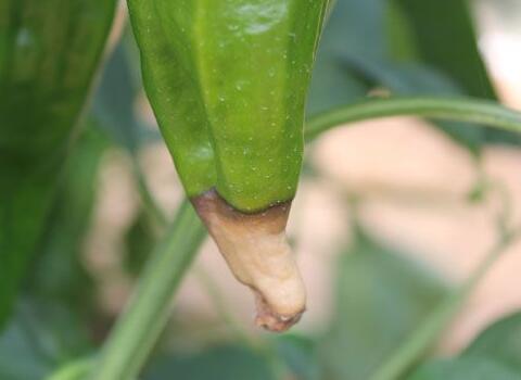 ����ȱ�}�l(f��)��Ě�����Y��