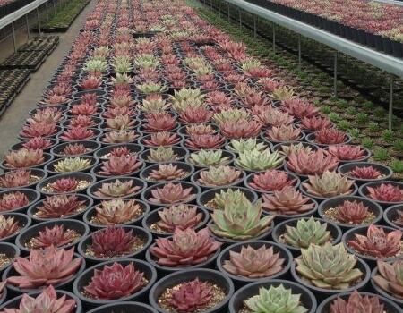 ����ֲ���B(y��ng)�o����