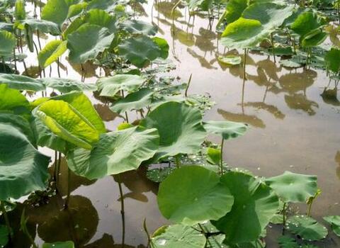 ź�~�l(f��)�Sԭ���~��ʑ�(y��ng)��