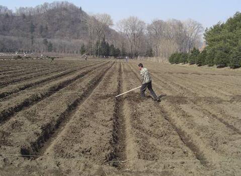 南瓜種植底肥施用 南瓜種植底肥施用
